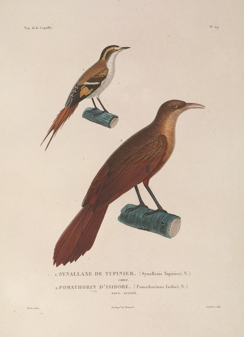 Voyage autour du monde Pl.133 — Louis-Isidore Duperrey