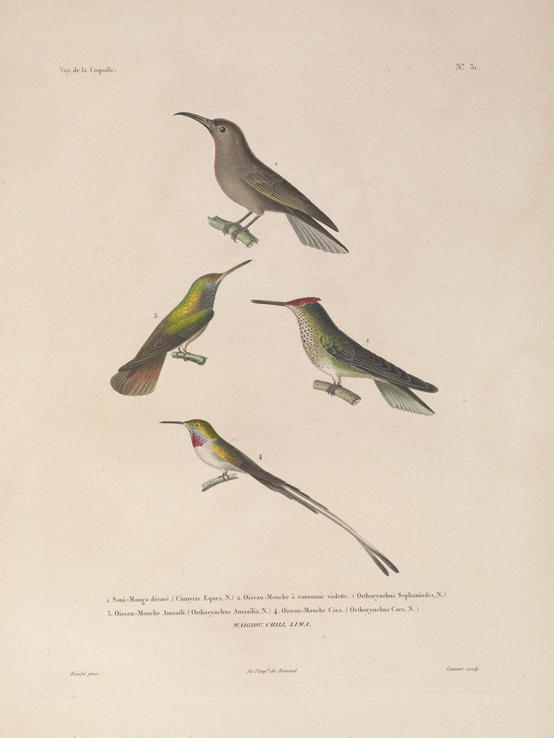 Voyage autour du monde Pl.135 — Louis-Isidore Duperrey