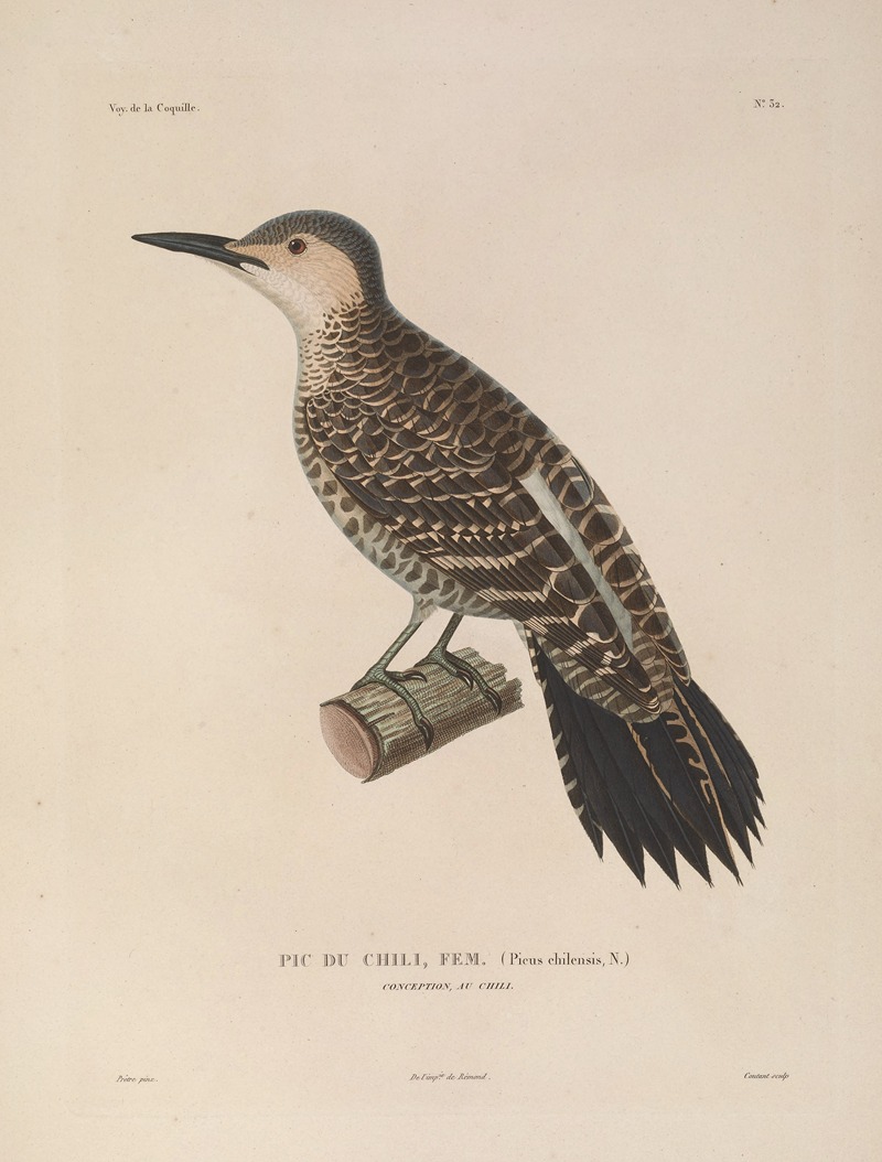 Voyage autour du monde Pl.137 — Louis-Isidore Duperrey