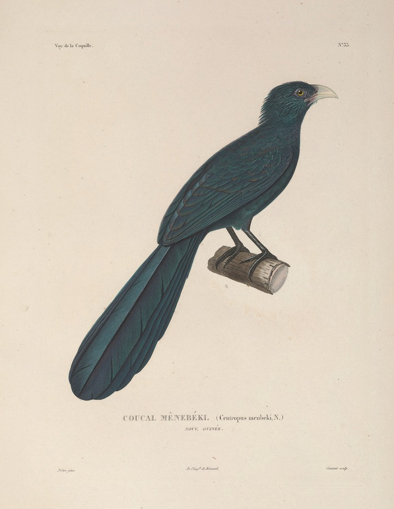 Voyage autour du monde Pl.138 — Louis-Isidore Duperrey