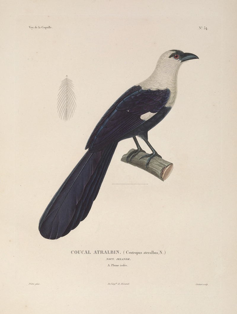 Voyage autour du monde Pl.139 — Louis-Isidore Duperrey