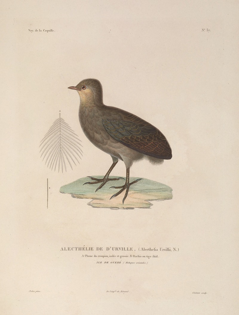 Voyage autour du monde Pl.143 — Louis-Isidore Duperrey