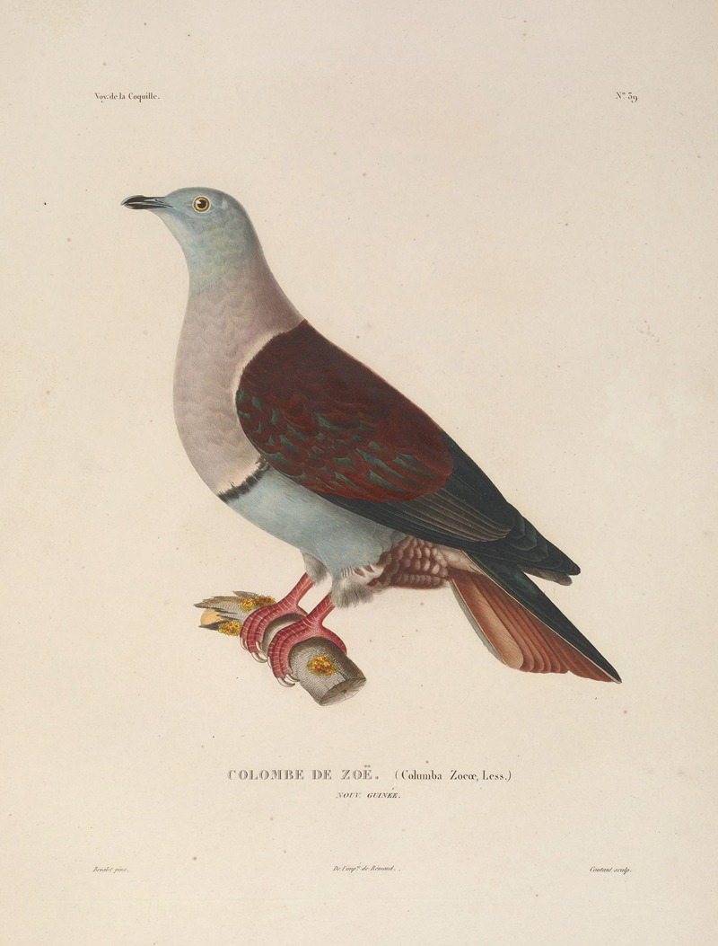 Voyage autour du monde Pl.145 — Louis-Isidore Duperrey