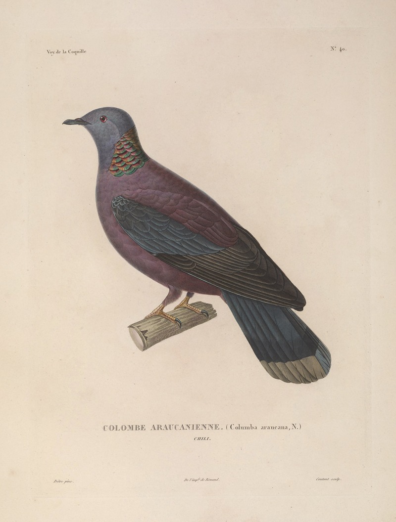 Voyage autour du monde Pl.146 — Louis-Isidore Duperrey