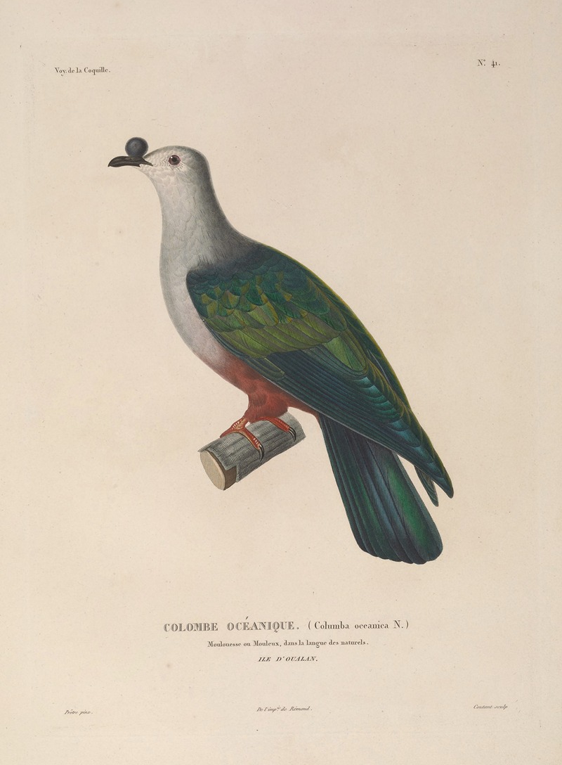 Voyage autour du monde Pl.147 — Louis-Isidore Duperrey