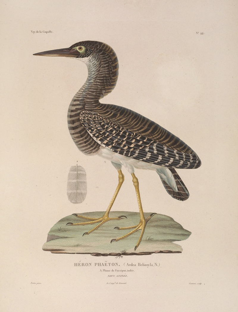 Voyage autour du monde Pl.150 — Louis-Isidore Duperrey