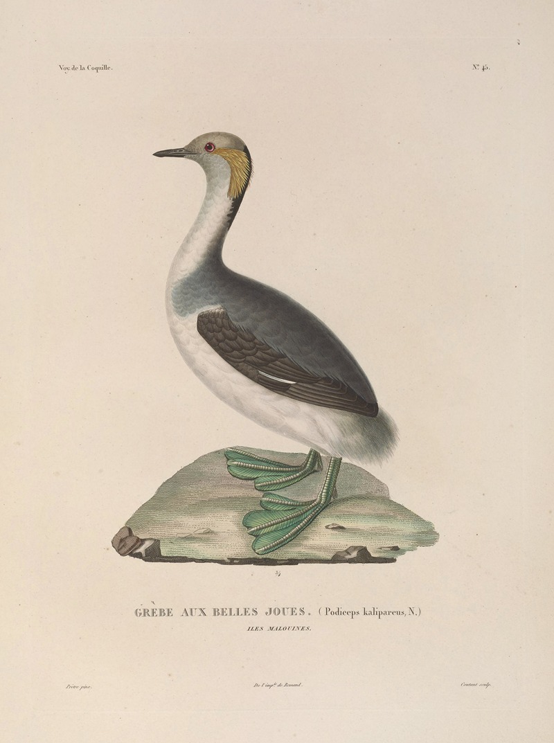 Voyage autour du monde Pl.151 — Louis-Isidore Duperrey