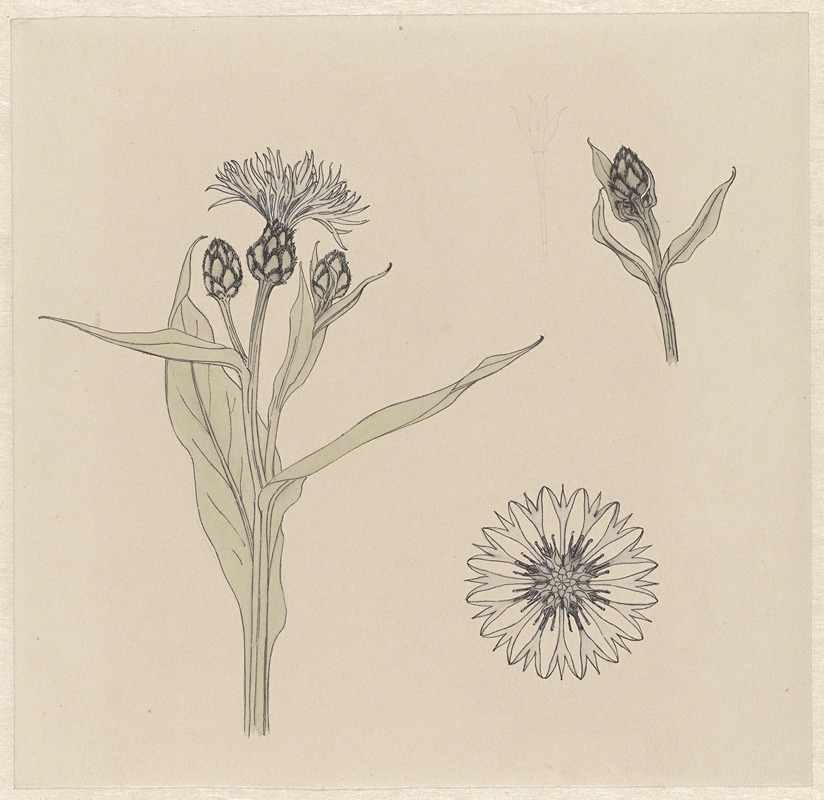 Studies of cornflowers by Джули де Грааг — digital art print download