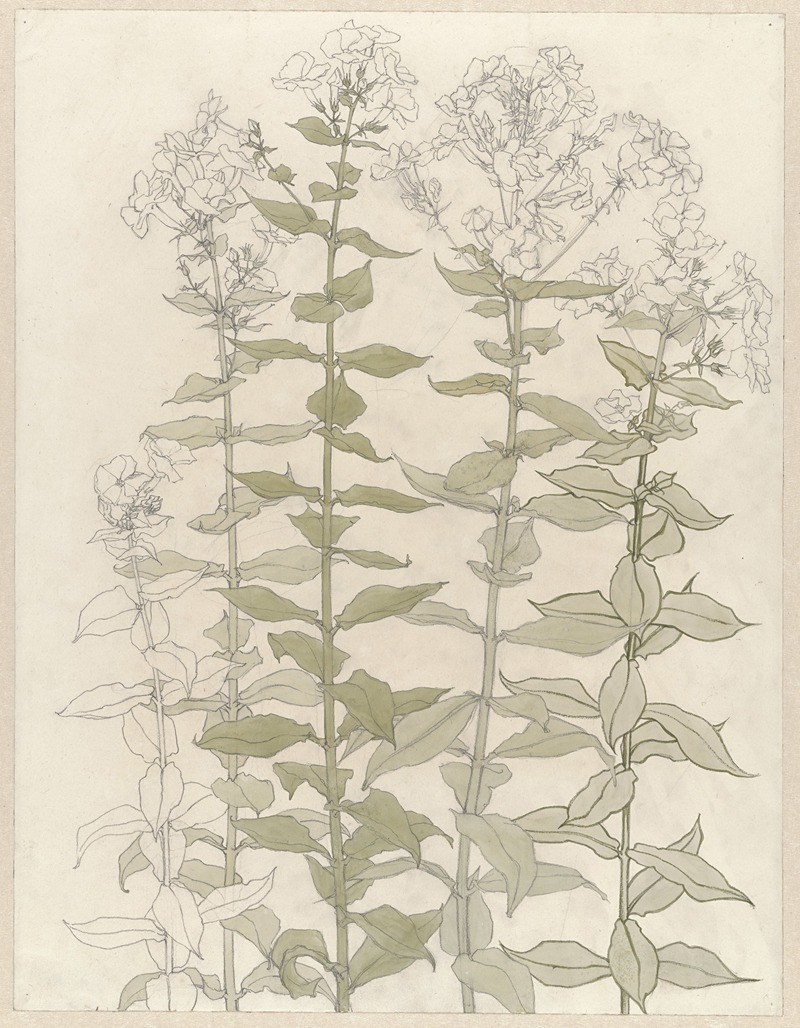 Studies of phlox by Джули де Грааг — digital art print download
