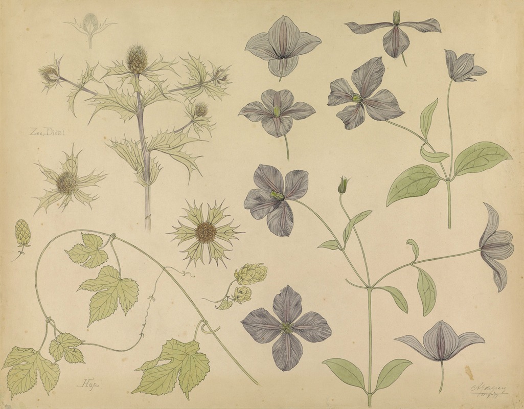 Study sheet with Sea Thistle, Hop and Clematis — Julie de Graag