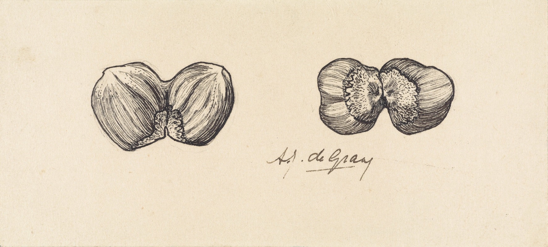 Two studies of two fused hazelnuts — Джули де Грааг