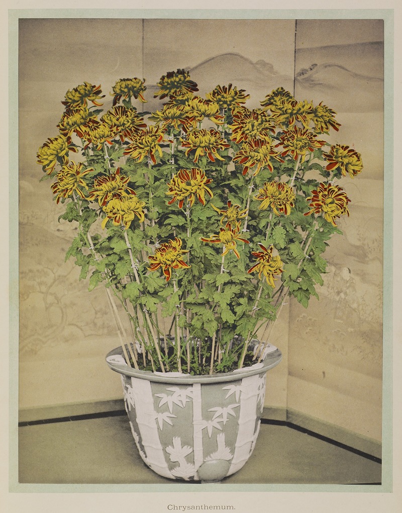 Chrysanthemum by Kazumasa Ogawa, 1896 — digital art print download