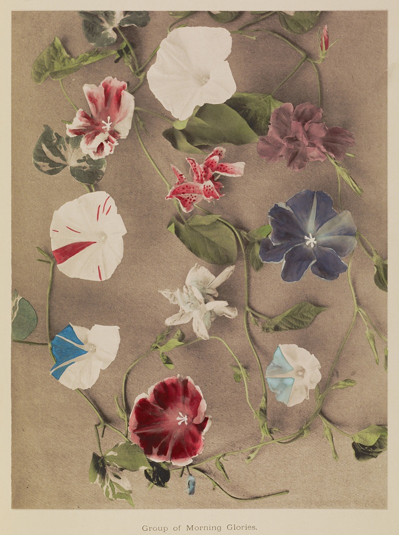 Group of Morning Glories — Kazumasa Ogawa