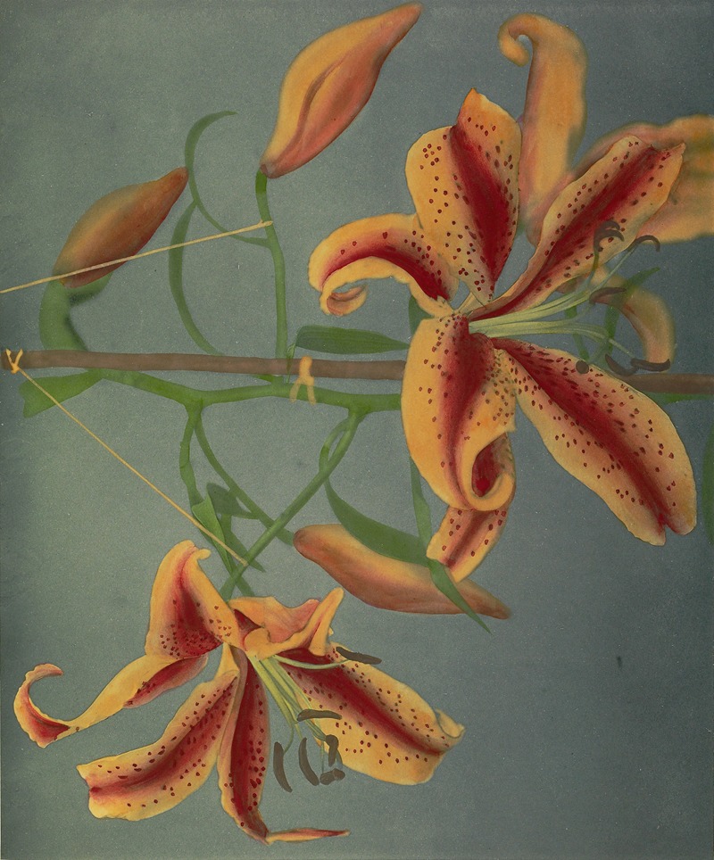 Lily by Kazumasa Ogawa, 1896 — digital art print download