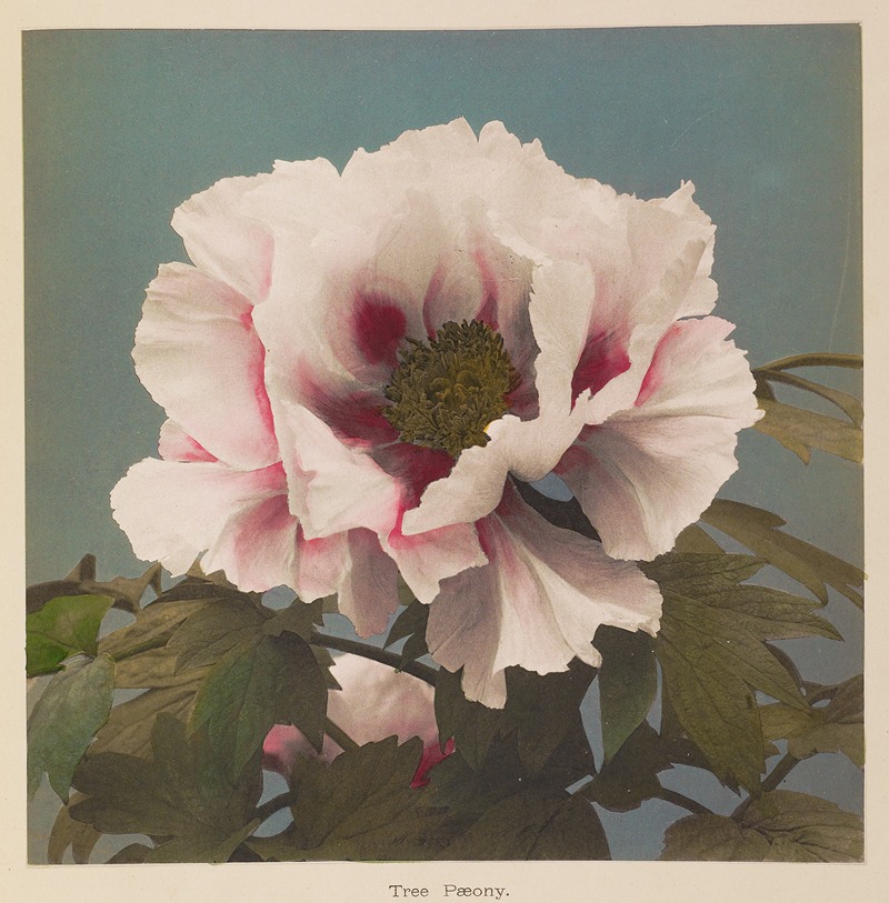 Tree Pæony by Kazumasa Ogawa, 1896 — digital art print download