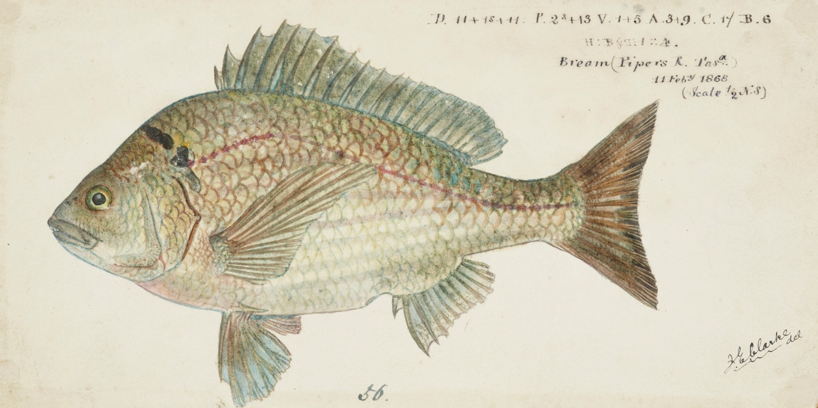 Acanthopagrus butcheri (Tas): Black bream — Frank Edward Clarke