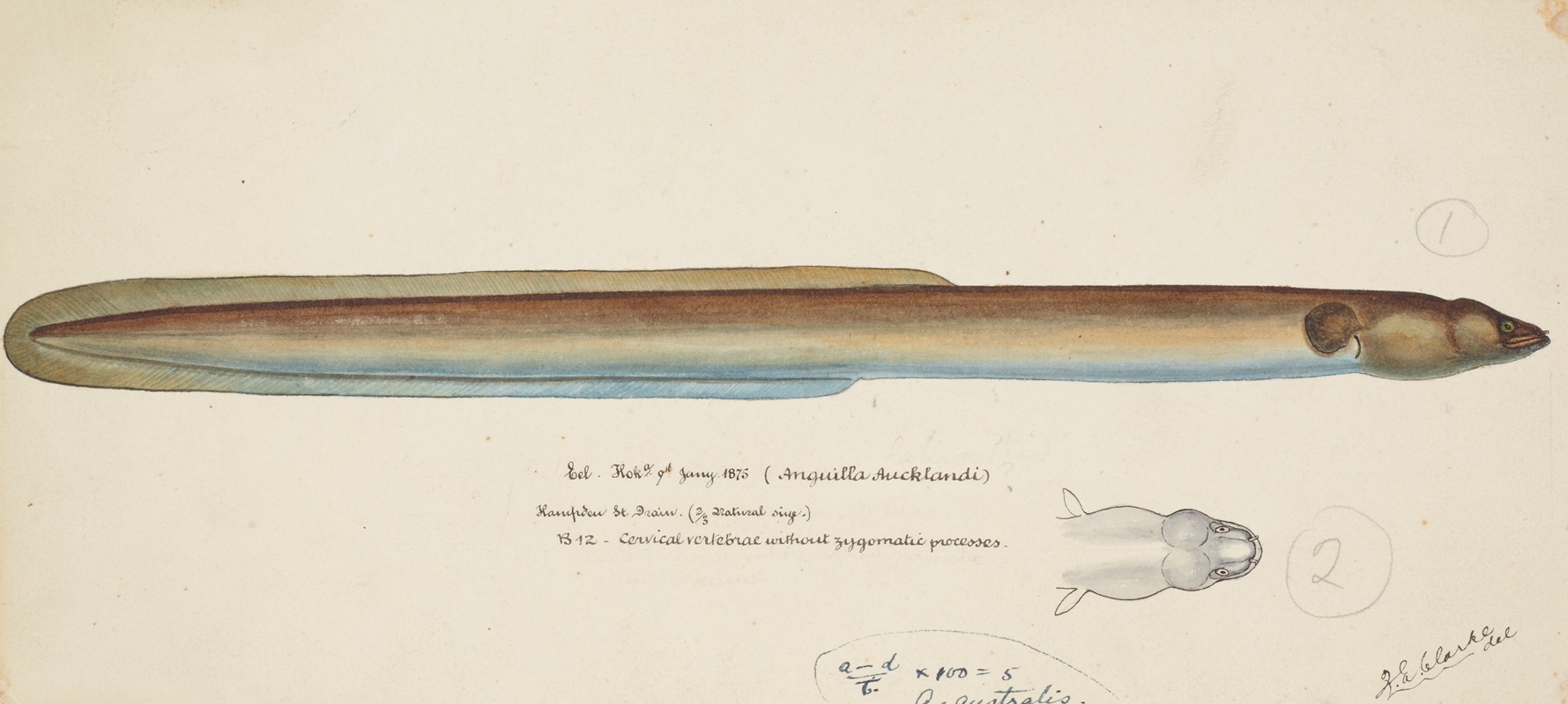 Anguilla dieffenbachii by Frank Edward Clarke, 1875 — digital art print download