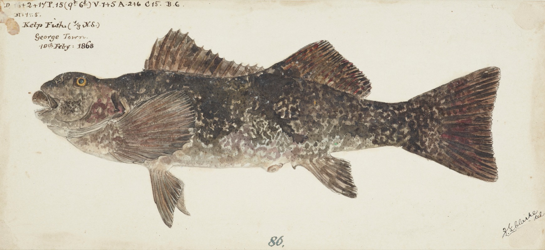Aplodactylus arctidens (NZ) : Marblefish or Keke — Frank Edward Clarke