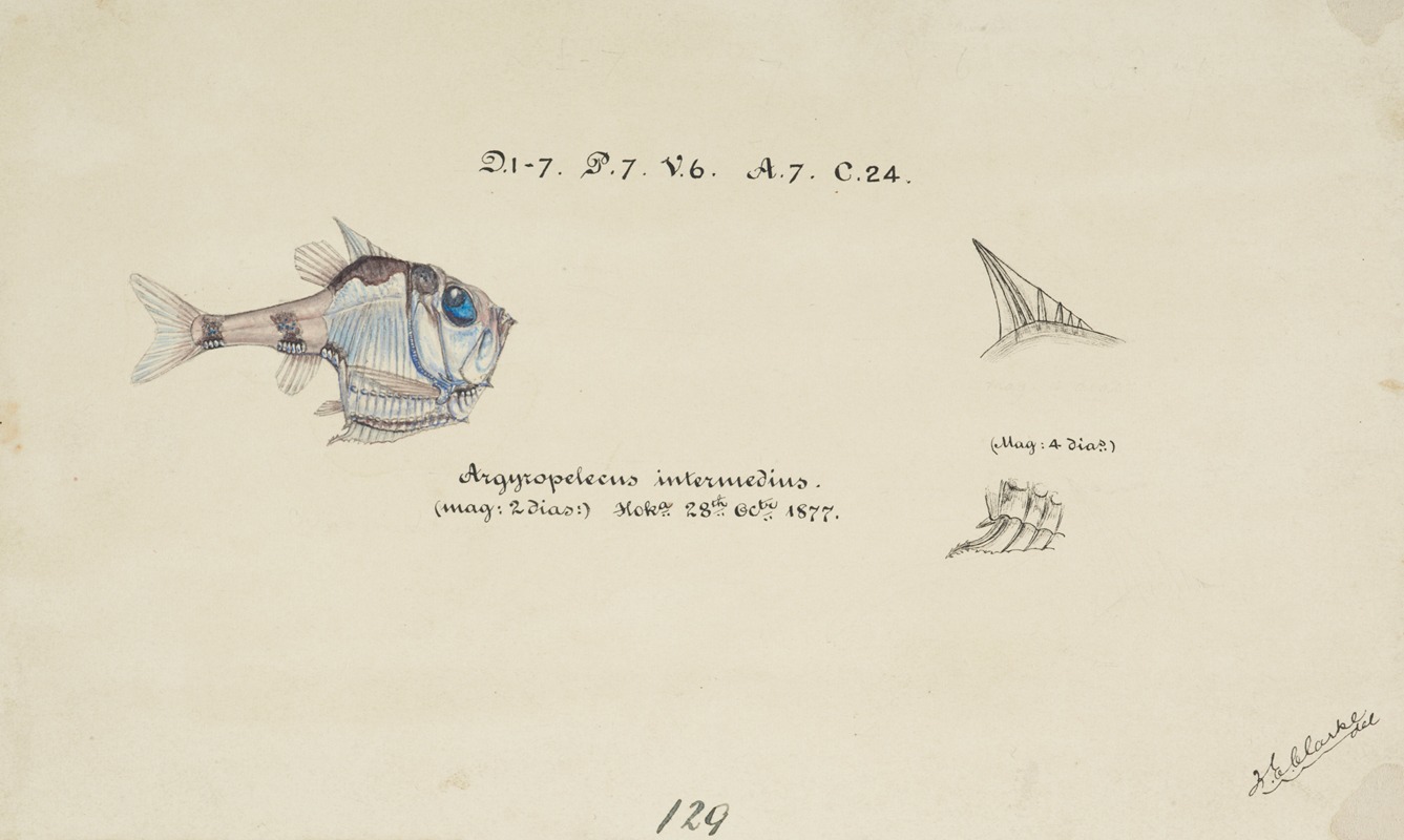 Argyropelecus hemigymnus (NZ) – common hatchetfish by Frank Edward Clarke, 1877 — digital art print download