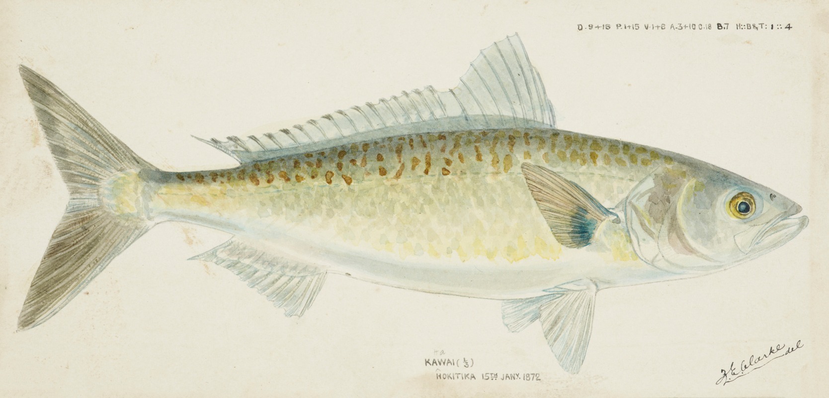 Arripis trutta (NZ) : Kahawai by Frank Edward Clarke, 1872 — digital art print download