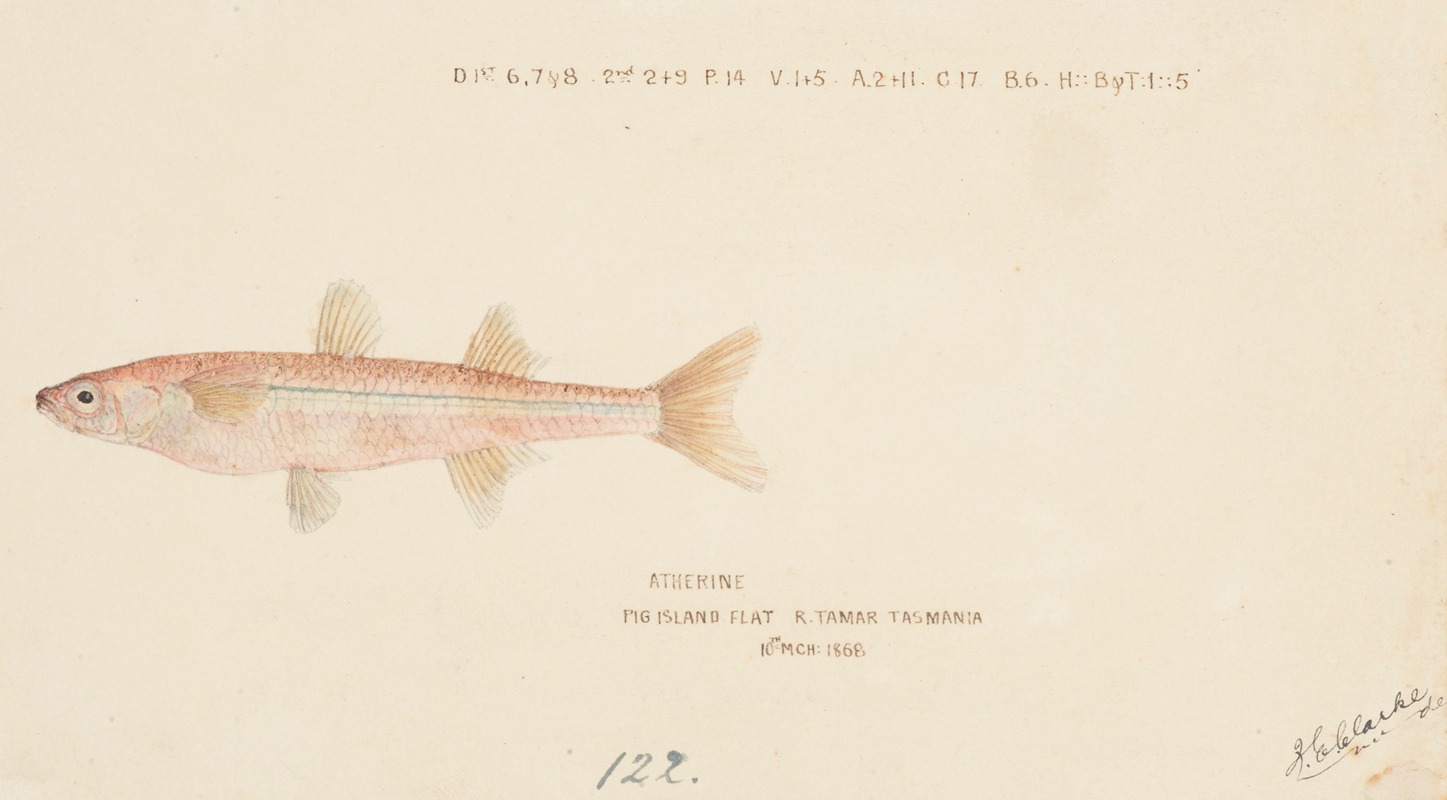 Athennidae (Tas) by Frank Edward Clarke, 1868 — digital art print download