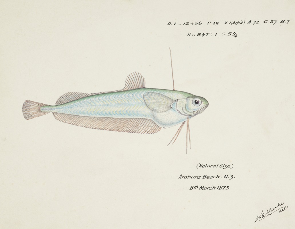 Auchenoceros punctatus (NZ) : Ahuru by Frank Edward Clarke, 1873 — digital art print download