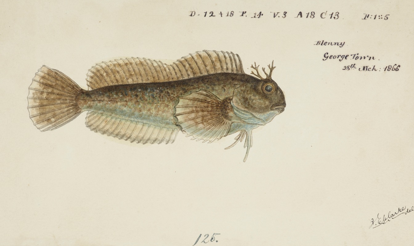 Blenniidae (Tas) : Blenny by Frank Edward Clarke, 1866 — digital art print download