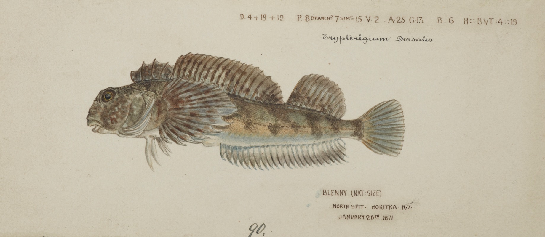 Blennodon dorsale (Giant triplefin) by Frank Edward Clarke, 1871 — digital art print download