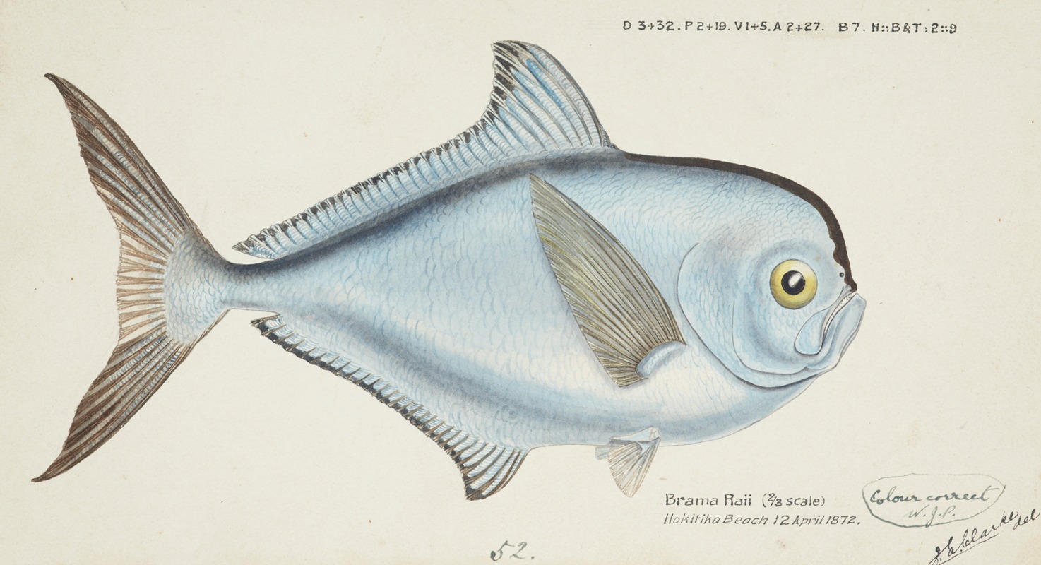 Brama brama (NZ) – Ray's Bream by Frank Edward Clarke, 1872 — digital art print download
