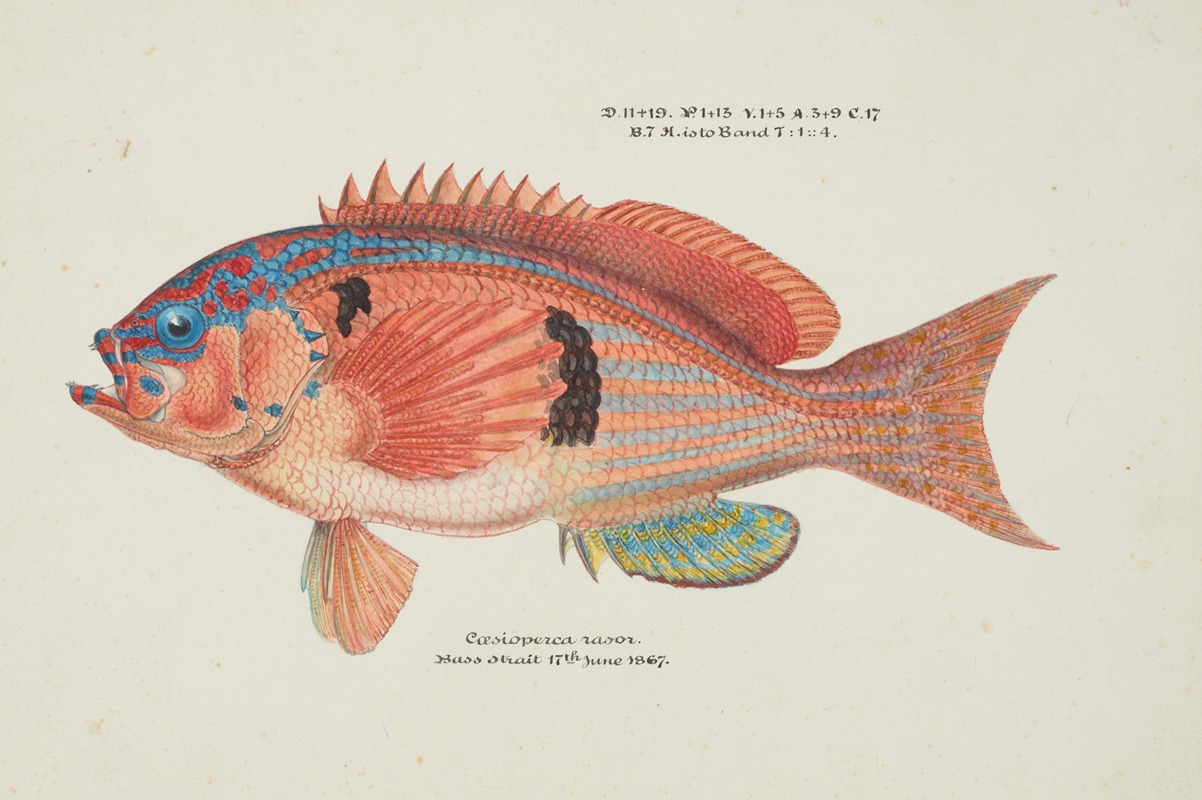Caesioperca rasor (Tas) : Sea perch by Frank Edward Clarke, 1867 — digital art print download