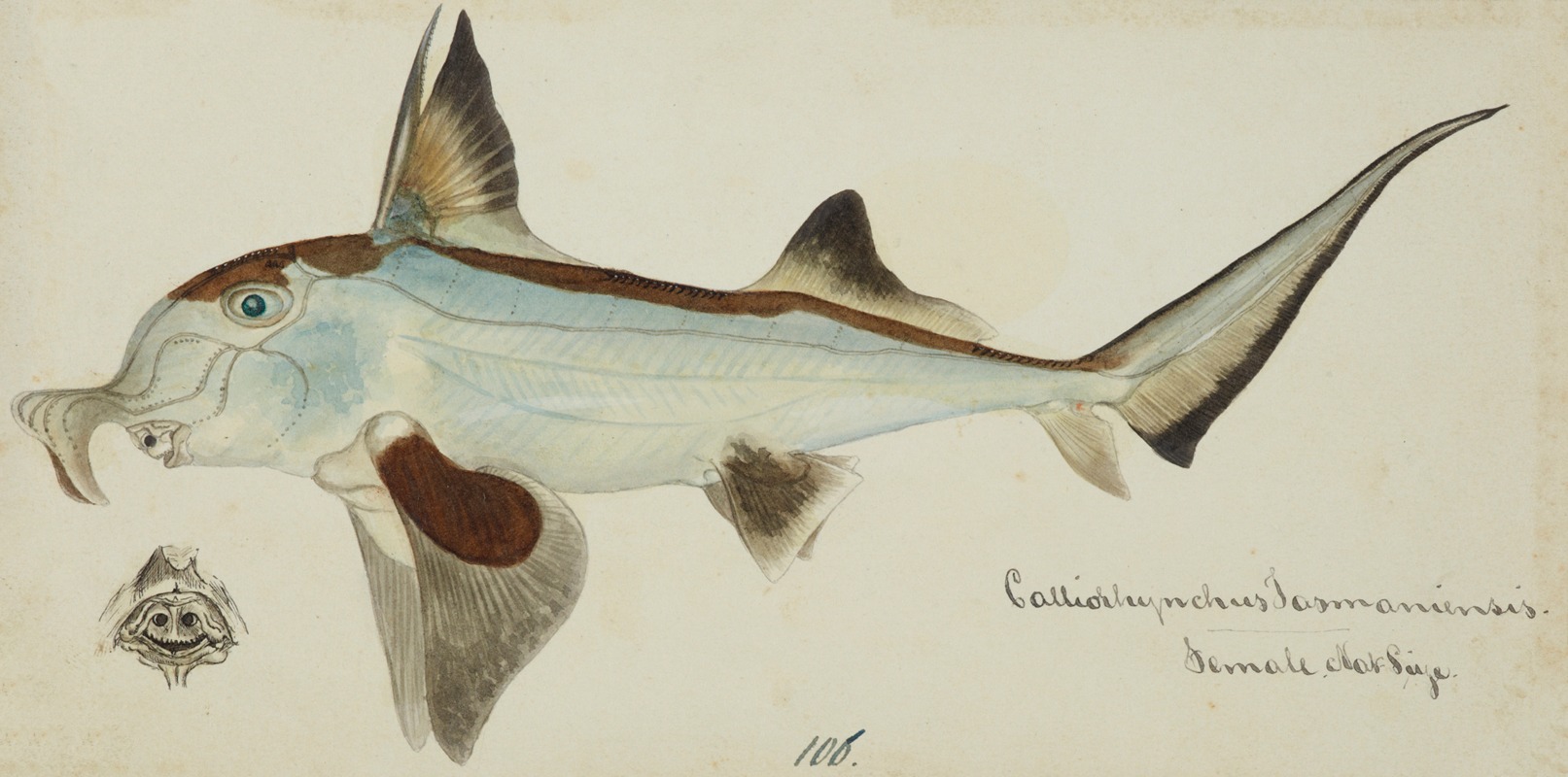 Callorhynchus milii (Tas) : Elephant fish — Frank Edward Clarke