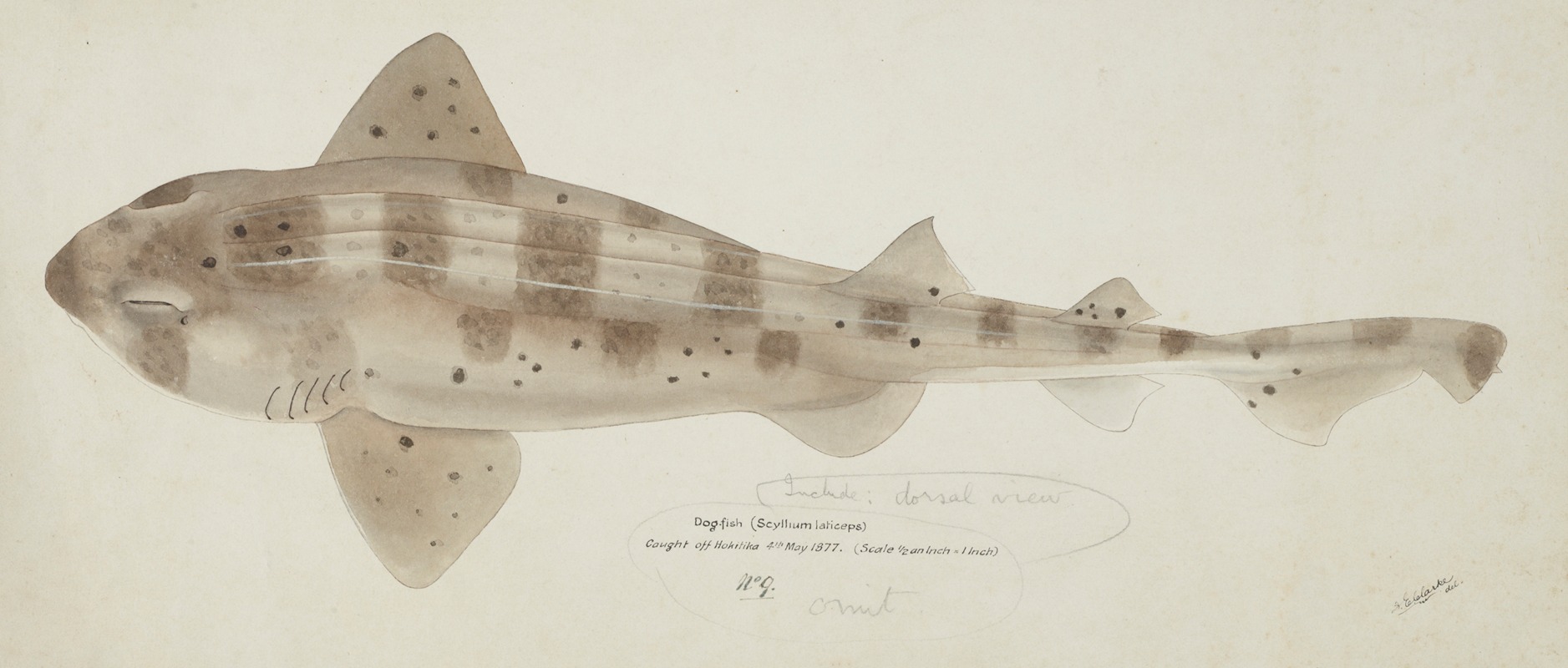 Cephaloscyllium isabella (NZ) : Carpet shark — Frank Edward Clarke