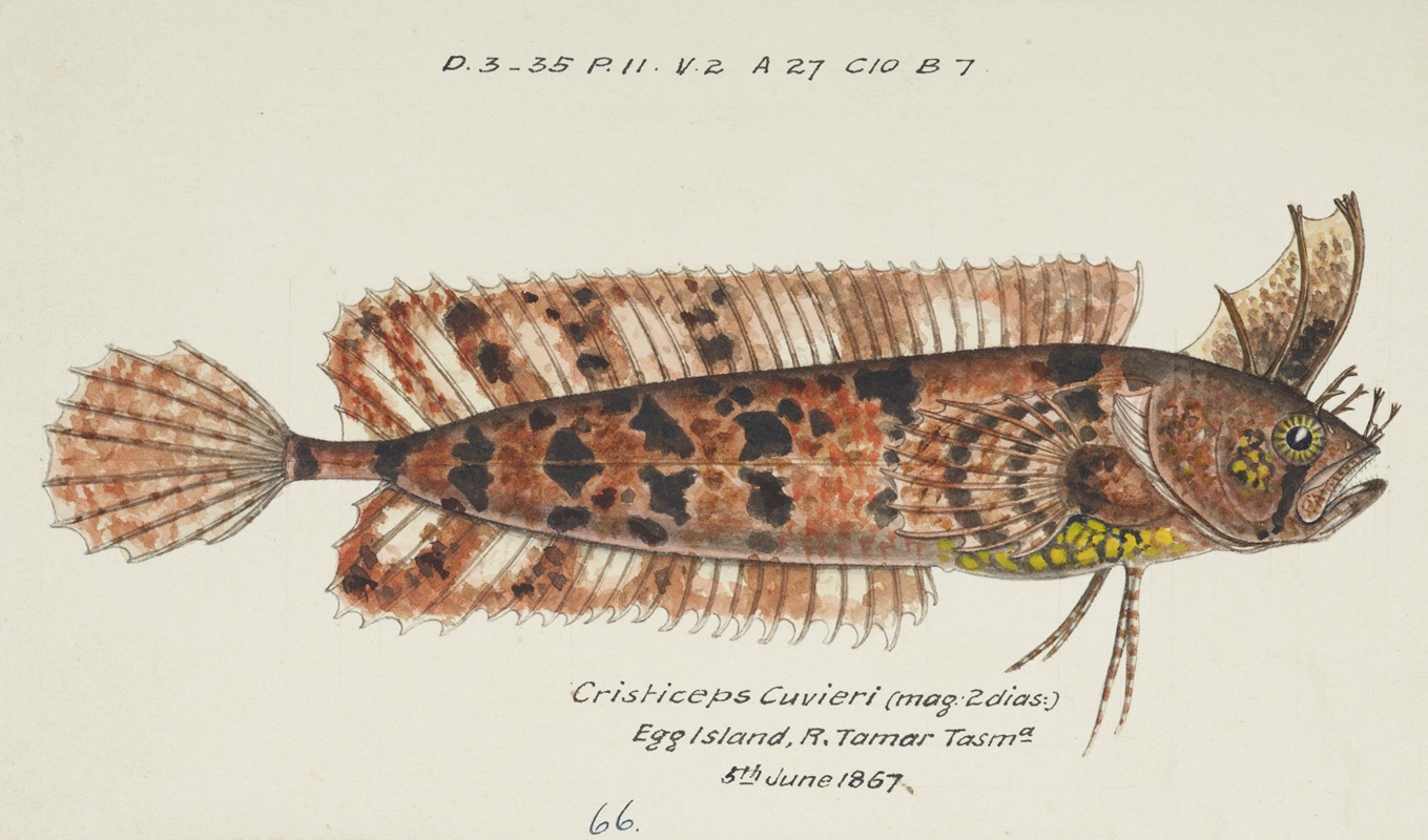 Cristiceps australis (Tas) : Weedfish by Frank Edward Clarke, 1867 — digital art print download