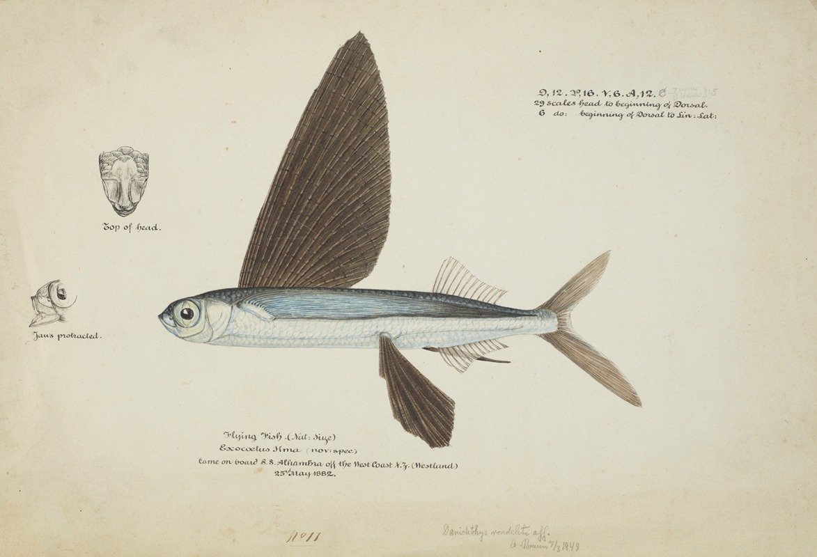 Danichthys cribrosus (NZ) : Flyfish fish by Frank Edward Clarke, 1882 — digital art print download