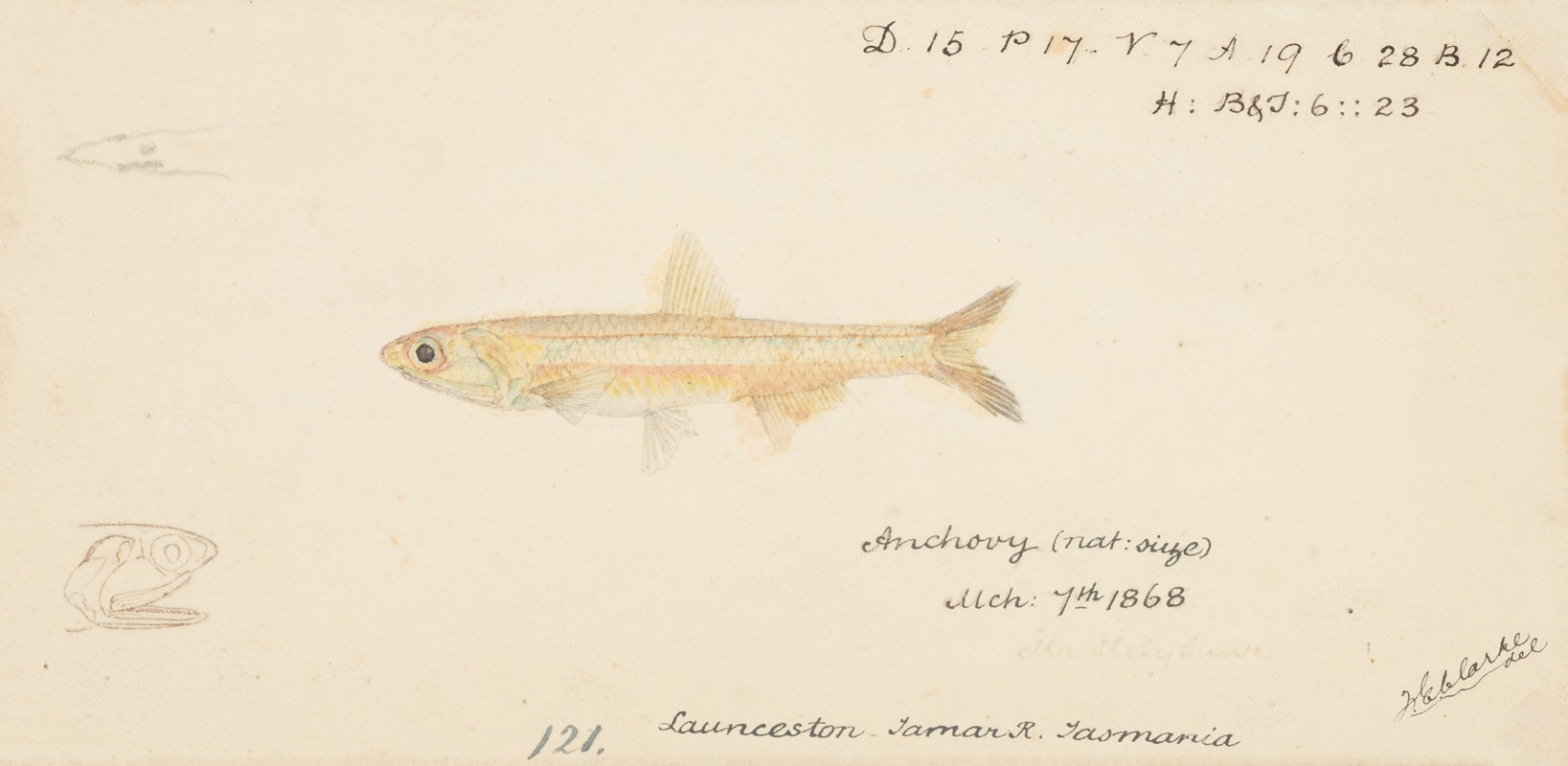 Engraulis australis (Tas) : Anchovy by Frank Edward Clarke, 1868 — digital art print download