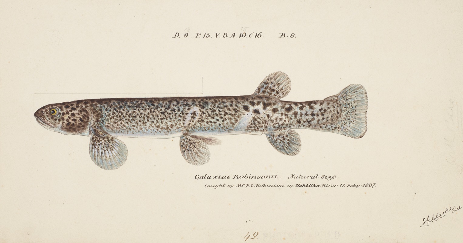 Galaxias brevipinnis by Frank Edward Clarke — digital art print download