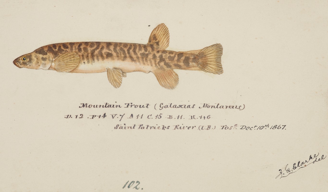 Galaxias olidus ( Mountain trout) — Frank Edward Clarke