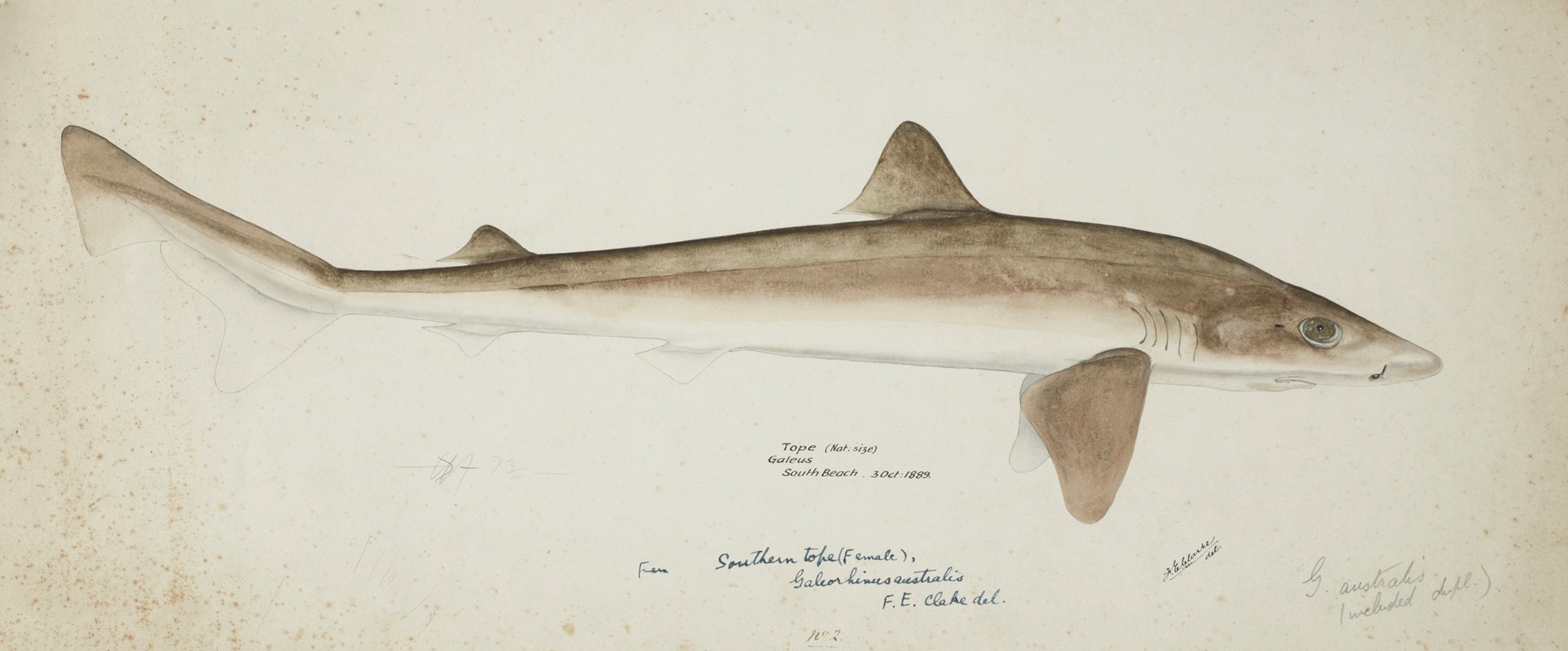 Galeorhinus galeus (NZ): Requiem shark — Frank Edward Clarke