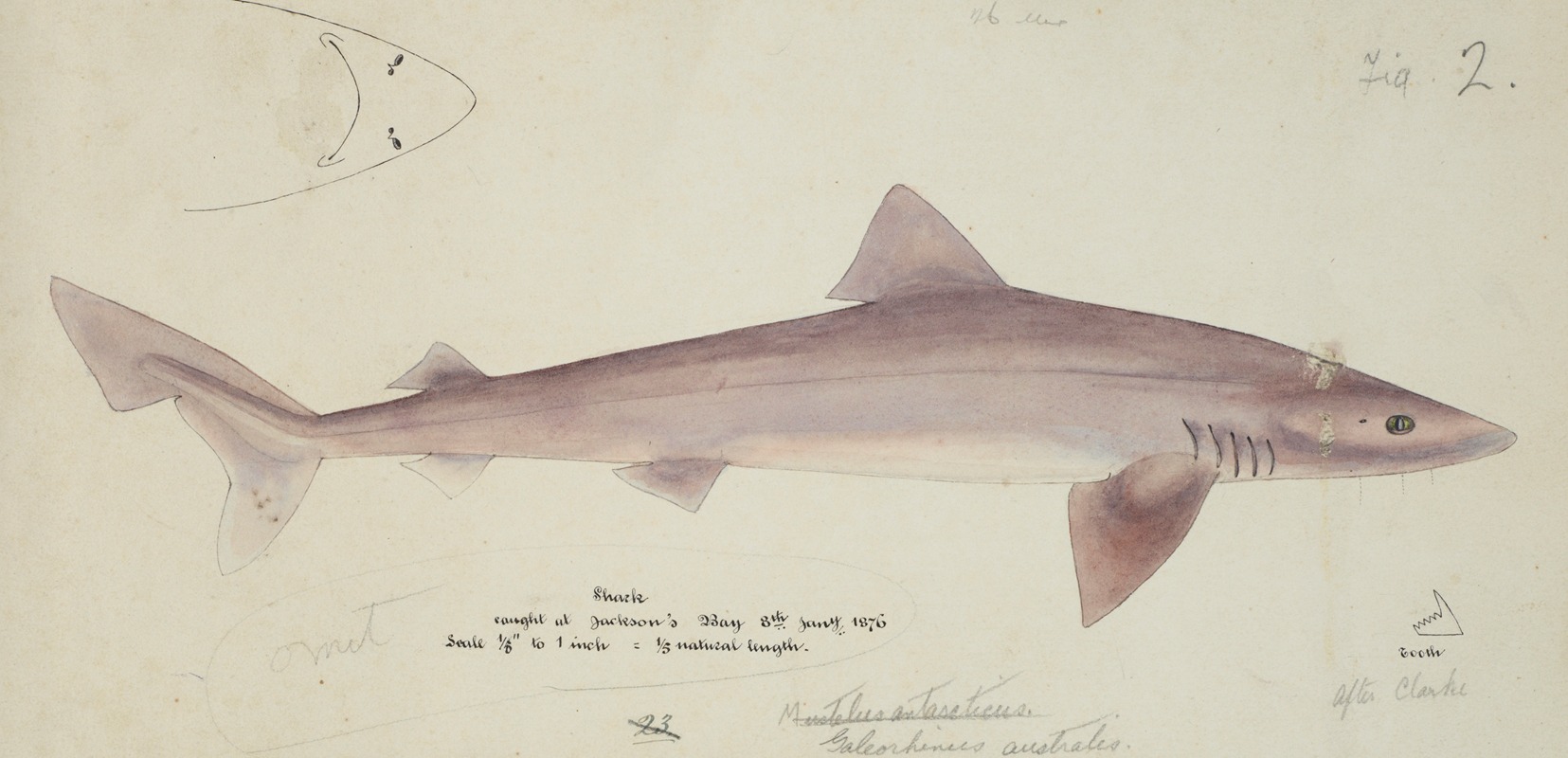 Galeorhinus galeus : Requiem shark — Frank Edward Clarke