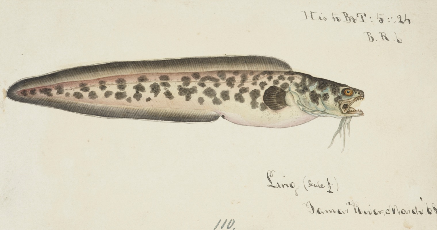 Genypterus sp : Ling by Frank Edward Clarke, 1868 — digital art print download