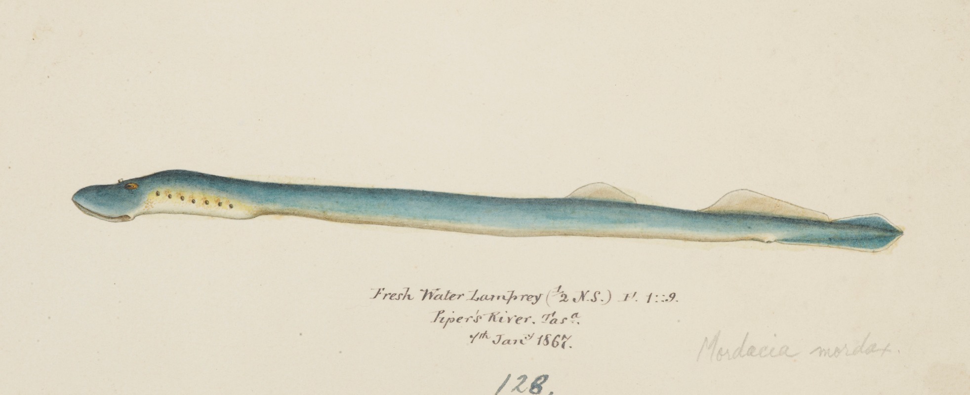 Geotria australis. (Fresh water lamprey) — Frank Edward Clarke