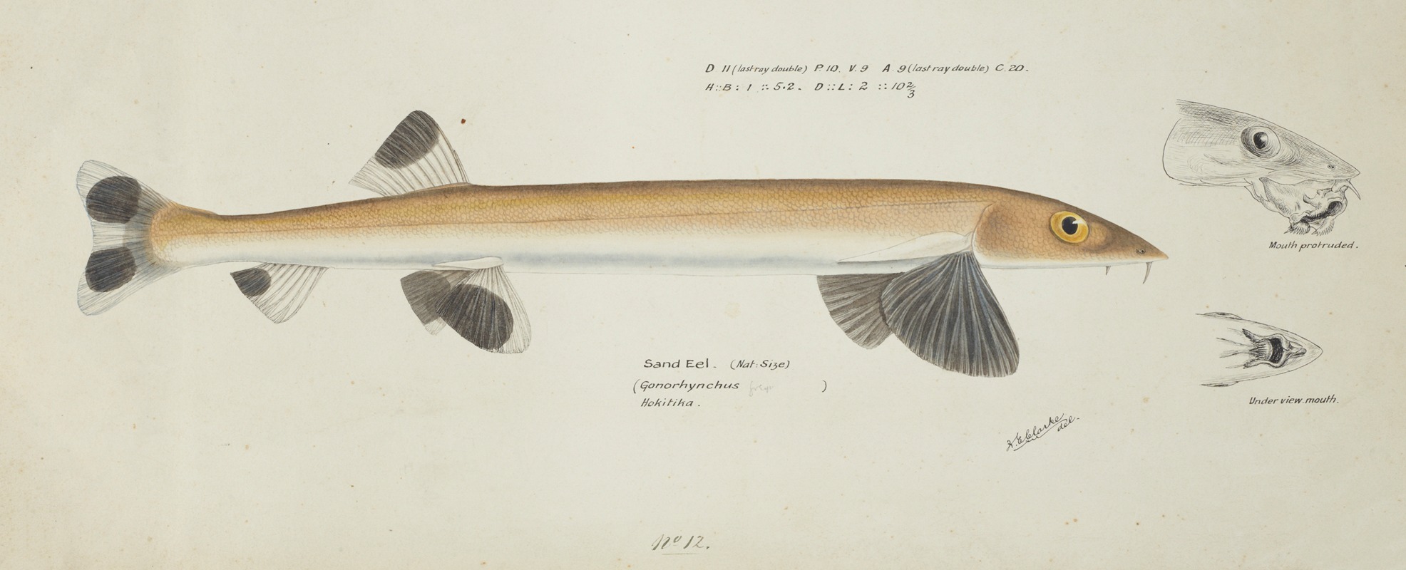 Gonorynchus fosteri (NZ) : Sand fish — Frank Edward Clarke