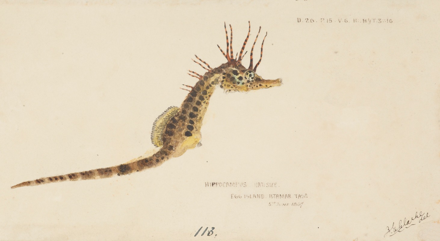 Hippocampus abdominalis (Tas) : Seahorse — Frank Edward Clarke