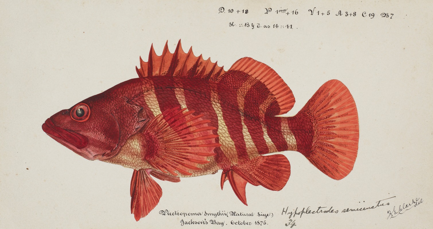 Hypoplectrodes semicinctum by Frank Edward Clarke, 1875 — digital art print download