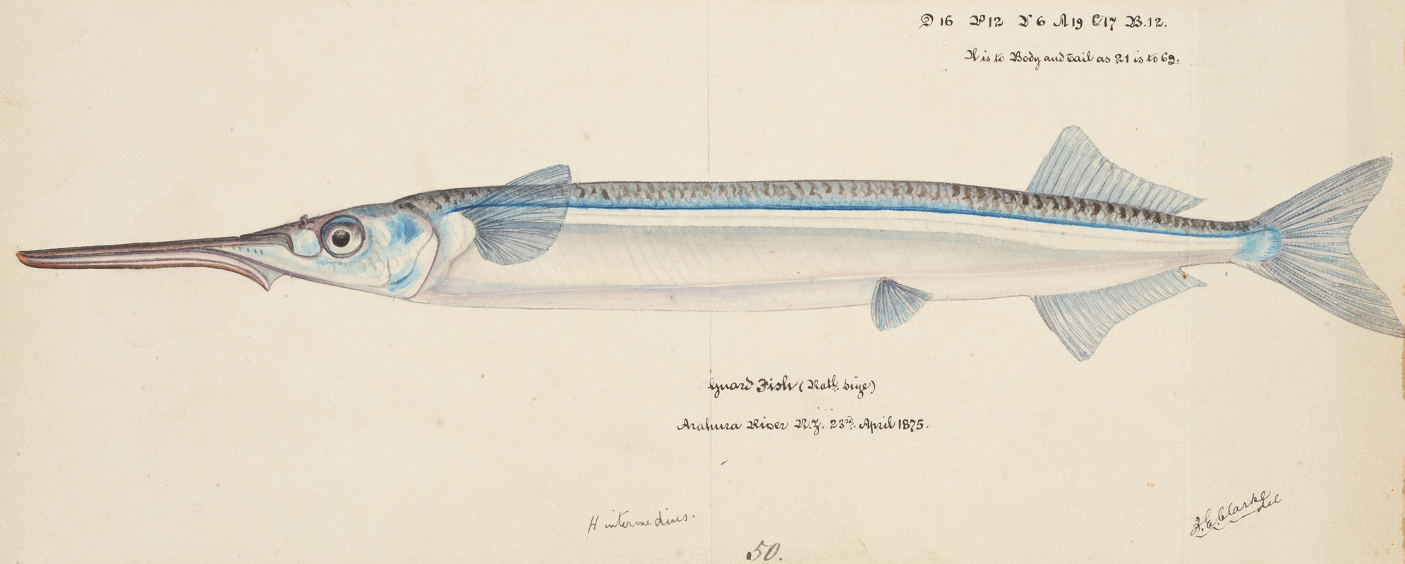 Hyporhamphus ihi (NZ) : Piper — Frank Edward Clarke