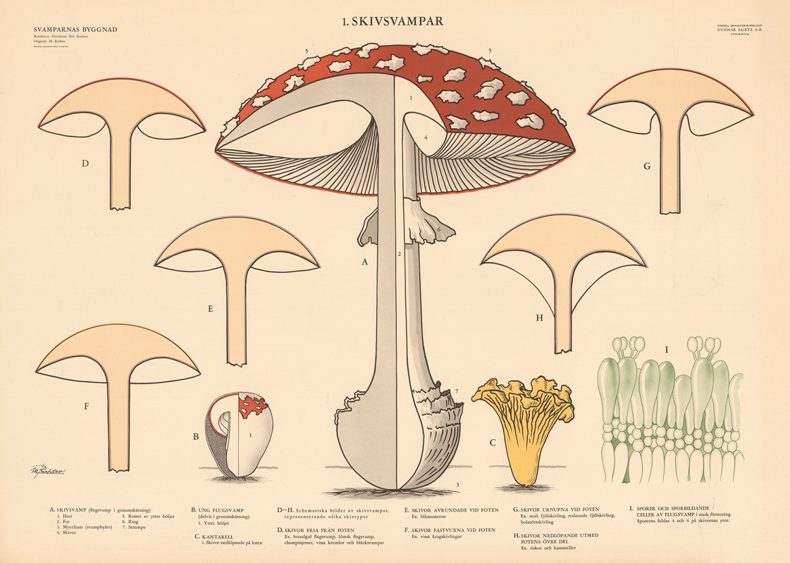 Gilled mushrooms by Макс Рихтер, 1950 — digital art print download