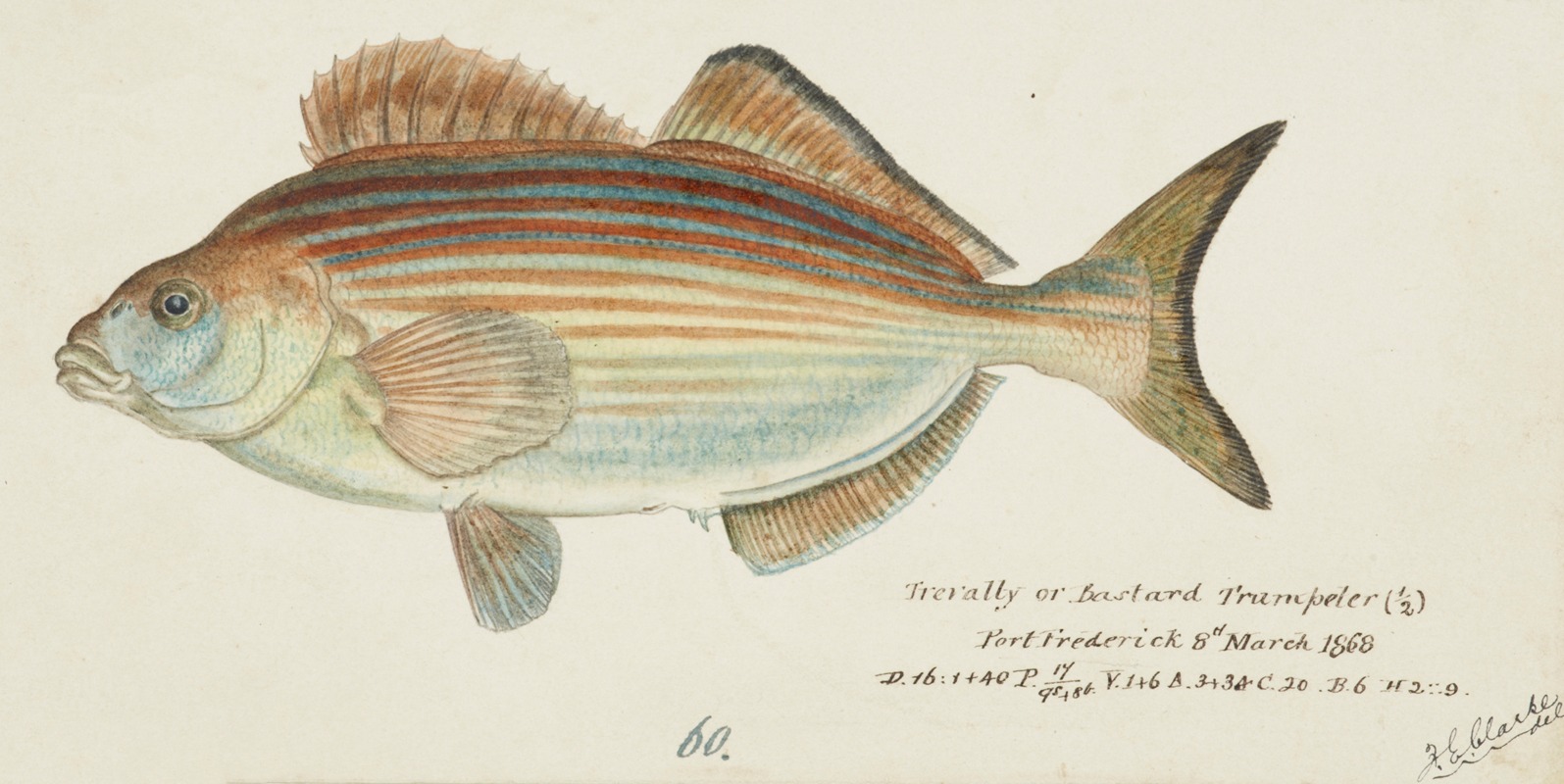 Latridopsis forsteri (Tas) : Copper moki by Frank Edward Clarke, 1868 — digital art print download