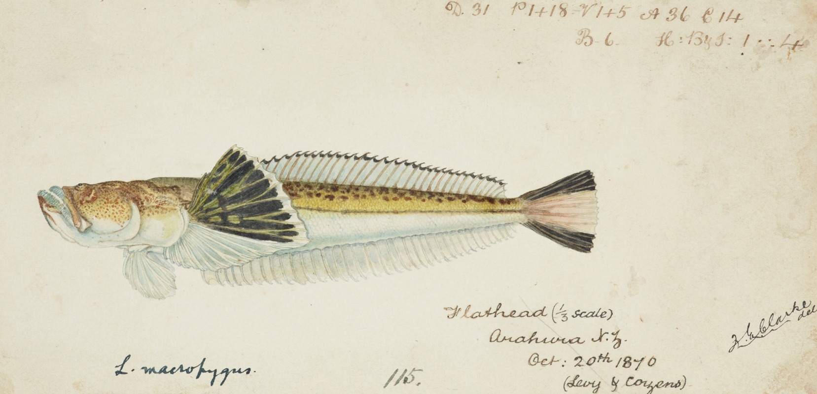 Leptoscopus macropygus (NZ) : Estuarine stargazer by Frank Edward Clarke, 1870 — digital art print download