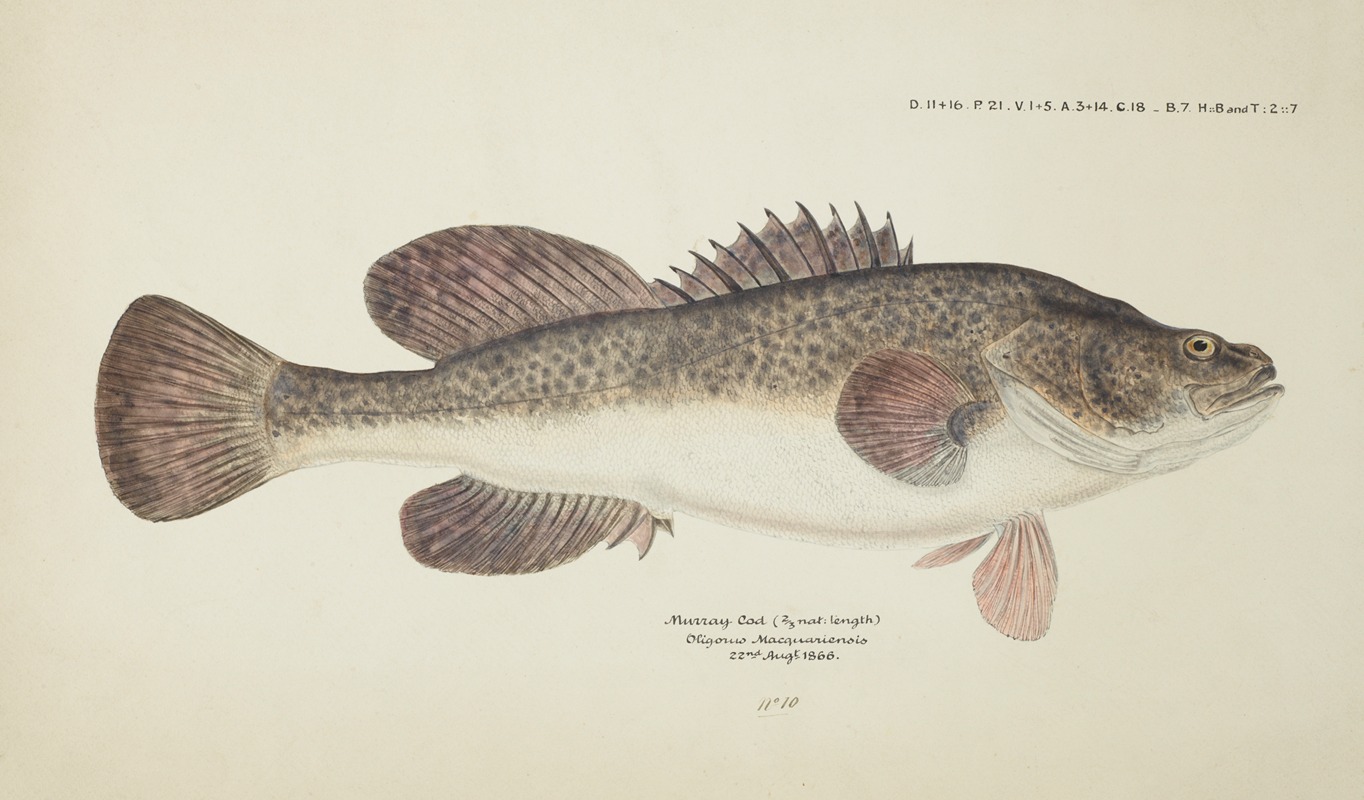 Maccullochella sp (Tas) by Frank Edward Clarke, 1866 — digital art print download