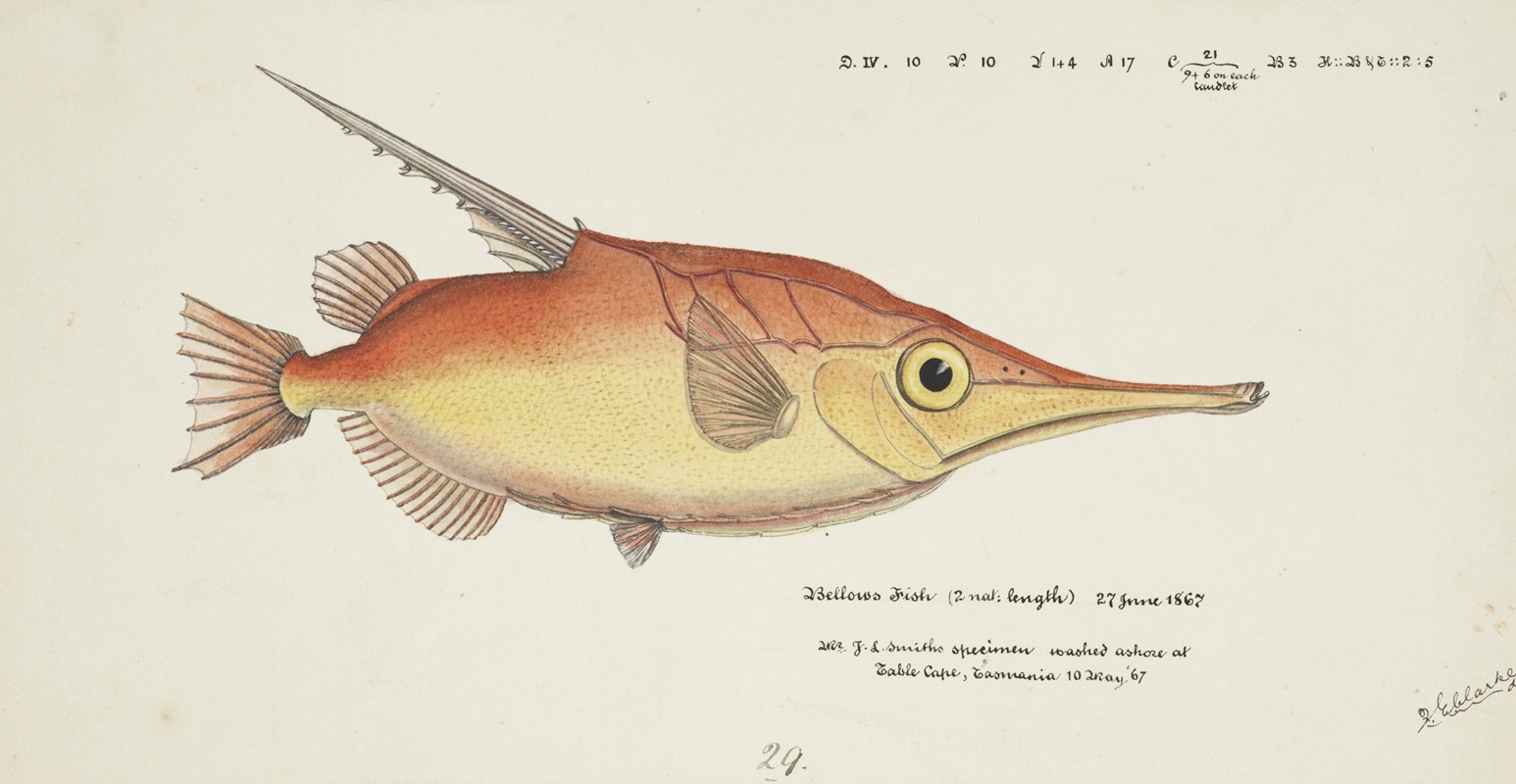 Macrorhamphosus scolopax (Tas) : Snipefish by Frank Edward Clarke, 1867 — digital art print download